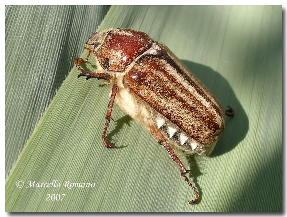 Anoxia matutinalis (Melolonthidae)